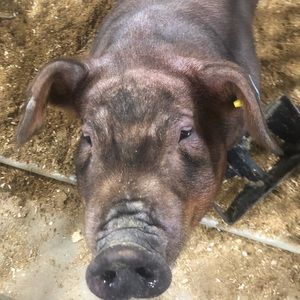 Meet your Posher, Victor